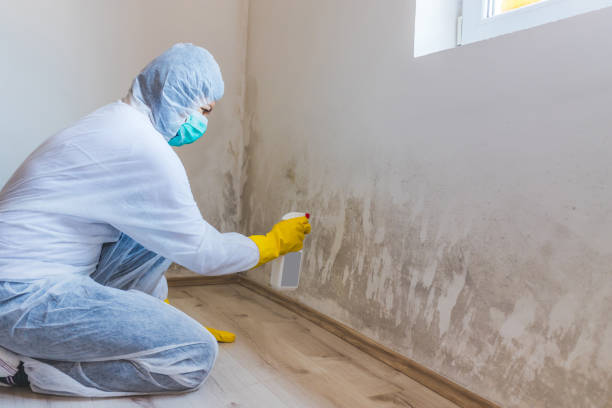 Licensed Mold Remediation service in West Point, KY - WQB Mold Removal